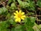 Close up of False daisy Eclipta prostrata in a garden