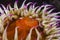 A close-up of a False plum anemone underwater