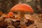 Close-up of false umbrella fungus, chlorophyll molybdite fly agaric or lepiota with green spores in the forest. soft focus,