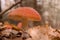 Close-up of false umbrella fungus, chlorophyll molybdite fly agaric or lepiota with green spores in the forest. soft focus,