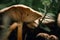 Close-up of a false umbrella mushroom, chlorophyllum molybdite or lepiota with green spores in the forest. soft focus, mystical