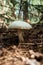 Close-up of a false umbrella mushroom, chlorophyllum molybdite or lepiota with green spores in the forest. soft focus, mystical