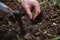 Close-up of a famer hand planting seedlings in open ground. Organic farming, agribusiness and agrcultural hobby concept