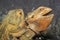 Close up family Bearded Dragon animal is beautiful skin