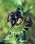 A close-up of a family of black beetles on a plant