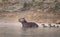 Close up of a family of Capybaras in water