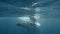 Close-up of family of whales swimming underwater. Humpback whales exploring underwater world where blue water bubbling