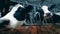 Close up of farm cows' faces while chewing hay