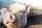 Close up of a farm pig\\\'s face, with another pig behind