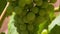 Close-up of Farm Wine Grapes, Codorniu, Spain