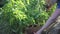 A close-up of the farmer carefully examines the green bushes of Bulgarian pepper for the presence of ripe fruits. Finds