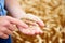 Close Up Of Farmer Checking Wheat Crop In Field