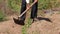 Close up of a farmer doing weeding of marigold plants with shovel