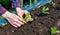 Close up Farmer female hand planting sprout with the Green lettuc in fertile soil