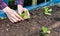 Close up Farmer female hand planting sprout with the Green lettuce in fertile soil