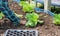 Close-up Farmer female hand planting sprout with the Green lettuce in fertile soil