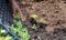 Close-up Farmer female hand planting sprout with the Green lettuce in fertile soil