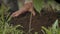 Close-up farmer hand covering new planting tree in hole by rich soil