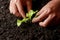 Close up Farmer hand planting sprout Green oak lettuce in fertile soi