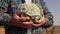 Close Up of Farmer Hands with Bountiful Vegetable Cabbage