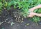 Close-up farmer hands harvest peanut on agriculture plantation. Fresh peanuts plants with roots