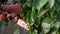 Close up of farmer hands harvesting green pepper in greenhouse. Gardener picking ripe paprika