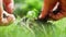 Close up of farmer hands holding and putting back organic soil on the land, planting, seedling over blurred green