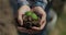 Close up a farmer hands holding a seed plant sapling. Organic farm eco-farming harvest. Agriculture beginning of the