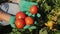 Close-up of farmer hands holding tomatoes