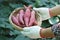 Close up farmer hands holds basket of sweet potatoes in garden.