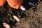 Close up on farmer hands in protective gloves planting bean seeds in the ground. Planting seeds in the ground. Sowing