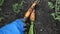 Close-up of a farmer harvesting fresh carrots. Vegetables grown on the ground. Picking carrots in the garden on a summer day. sele