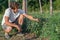 Close up of farmer inspecting tomato crop on the field of organic eco farm