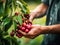 Close up of farmer male hands picking fresh cherries. the front view. Organic food, harvesting and farming concept