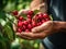 Close up of farmer male hands picking fresh cherries. the front view. Organic food, harvesting and farming concept