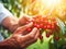 Close up of farmer male hands picking fresh cherries. the front view. Organic food, harvesting and farming concept