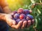 Close up of farmer male hands picking fresh plums. the front view. Organic food, harvesting and farming concept