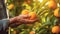 Close up of farmer male hands picking orange mandarins