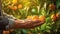 Close up of farmer male hands picking orange mandarins