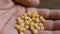 close up of farmer man hands holding peas seeds in hands in field at farm on the Soil background.