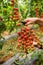 Close up Farmer man hands pick cherry tomatoes with scissors harvest in the greenhouse