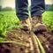 Close-up of a farmer\\\'s feet in rubber boots walking down a green farmer field. Low angle. Green fresh plants. Front view. AI