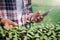 Close-up of a farmer`s hand checking seedlings and recording data on a mobile phone in greenhouses, plant care and protection