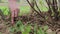 Close-up of a farmer`s hand hoeing a currant bush sapling with a small garden spade and digging up weeds