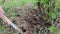 Close-up of a farmer`s hand hoeing a small garden spade on a seedling of a currant