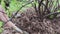 Close-up of a farmer`s hand hoeing a small garden spade on a seedling of a currant.