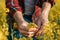 Close up of farmer`s hand holding blooming rapeseed plant