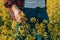 Close up of farmer`s hand holding blooming rapeseed plant