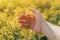 Close up of farmer`s hand holding blooming rapeseed plant
