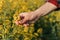 Close up of farmer`s hand holding blooming rapeseed plant